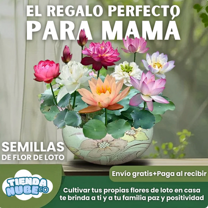 Semillas Mixtas de Rosasy amapolas  Trepadoras X 250 Semillas