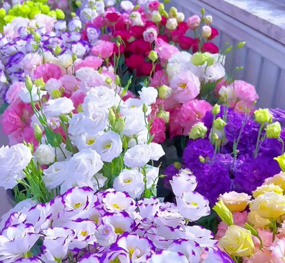 🌿Semillas Flor de LISIANTHUS 💖🔥1 paquete - 100 semillas Aprox. (5 gr.)