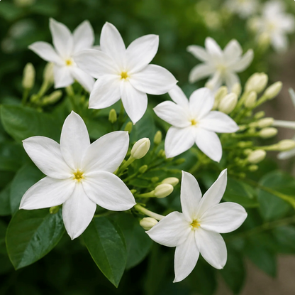 🌿 Semillas de Flor de Jazmín — el famoso “perfume de Dios” aroma y belleza 💖 🔥 1 paquete – (5 Gramos)