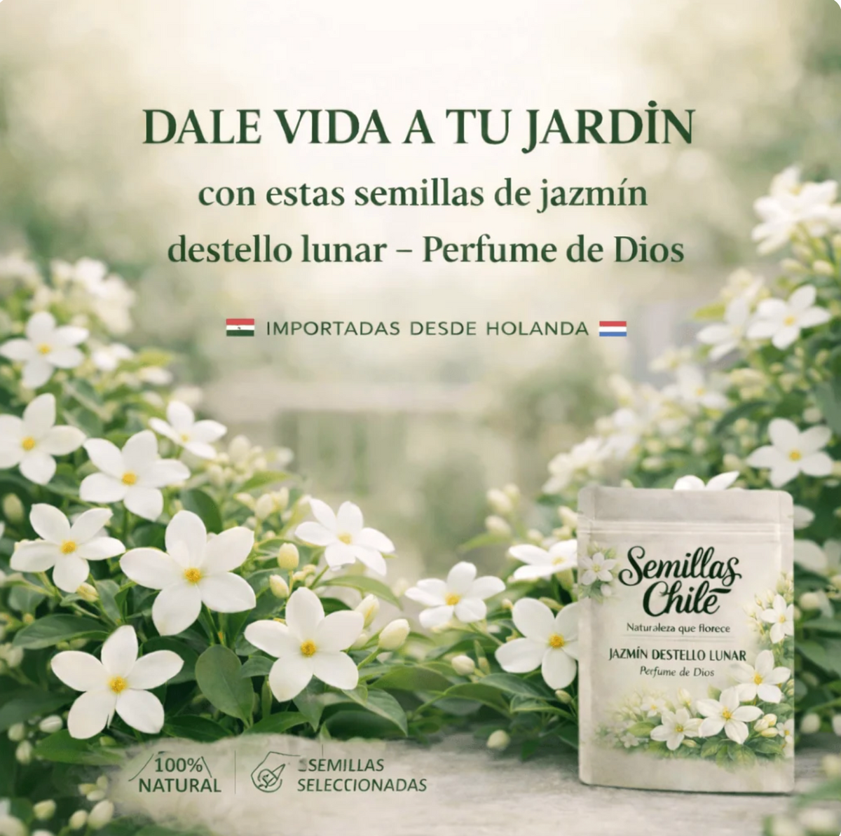 🌿 Semillas de Flor de Jazmín — el famoso “perfume de Dios” aroma y belleza 💖 🔥 1 paquete – (5 Gramos)