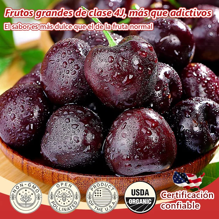 Semillas de Cereza de Chile OFERTA 2 PAQUETES AL PRECIO DE 1 😍 🔥