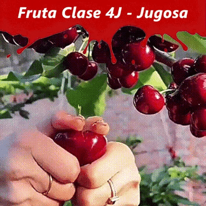 Semillas de Cereza de Chile OFERTA 2 PAQUETES AL PRECIO DE 1 😍 🔥
